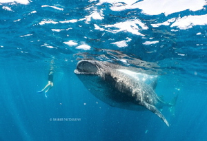 Beautiful Whale Sharks of Isla Mujeres! Taken with a Sony... by Ran Mor 